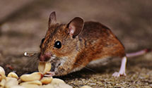 24 Hour & Emergency Exterminators in Marlow Heights, MD